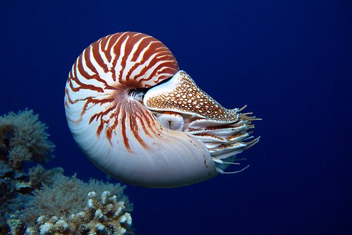 Nautilus finns i de tropiska delarna av Indiska oceanen och Stilla havet.