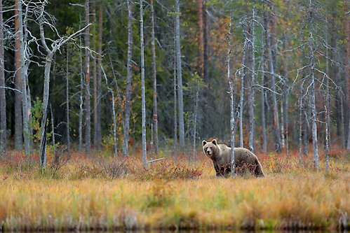 En brunbjörn i en skog i Ryssland.
