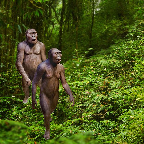 Två individer av den förhistoriska människoarten Australopithecus afarensis i en av sina livsmiljöer, torrskogen. Bilden är ett montage.
