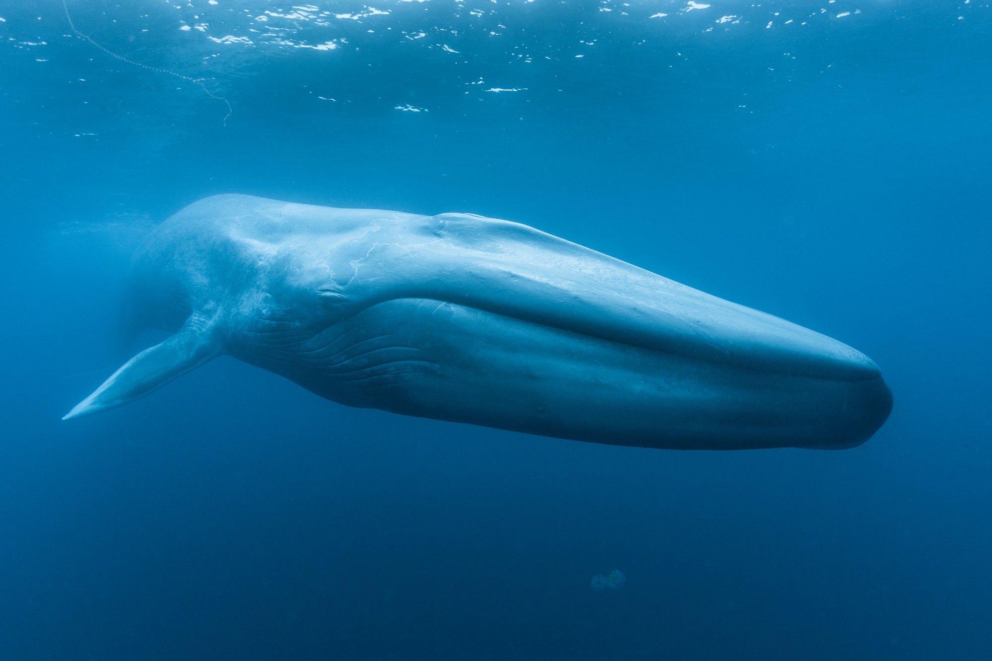 Blue whales- return of the giants