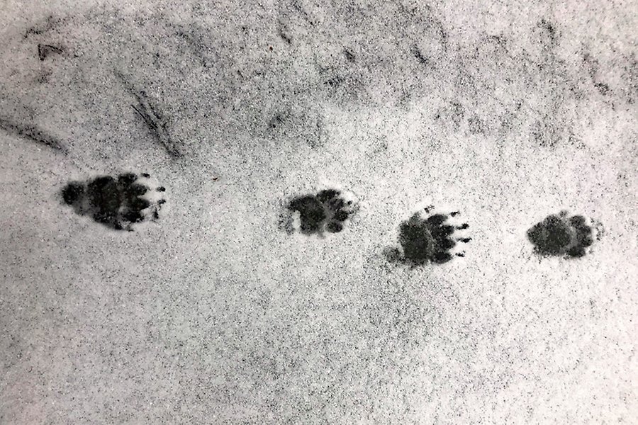Fyra spår i snö från en grävling.