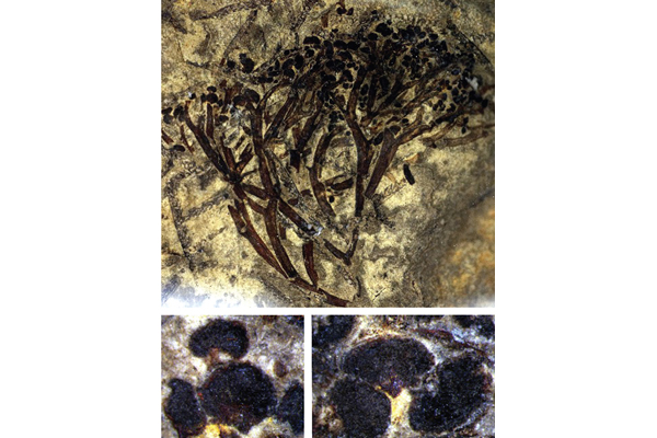 Foto på fossila växten Cooksonia