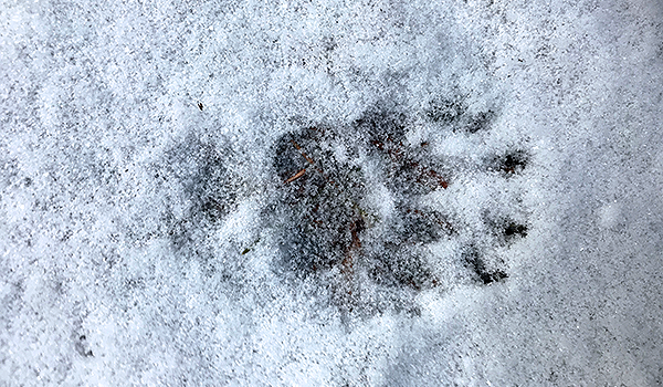 Närbild på ett fotospår i tunn snö.