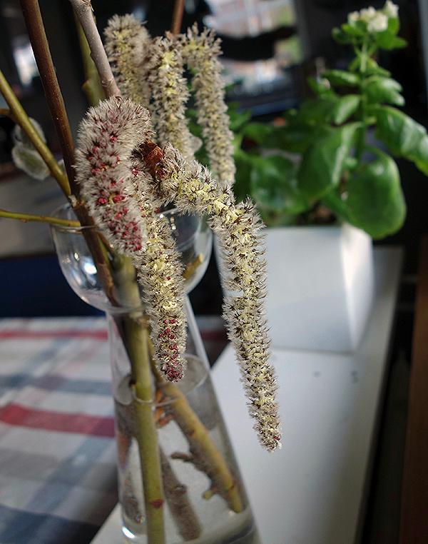 Hanhängen från asp. Man ser de röda ståndarknapparna. De sprider pollen (inte frön) till honhängena som sedan bildar frön.