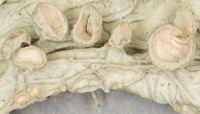 Närbild av fruktkroppar hos brosklav