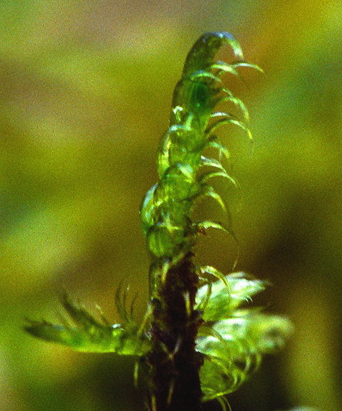 Övre delen av skott av Tomentypnum falcifolium.