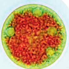  Haematococcus pluvialis har skiftat i form och färg. Det grumliga röda i cellen innehåller bland annat astaxanthin och andra gulröda pigment.  Foto: AstaReal 