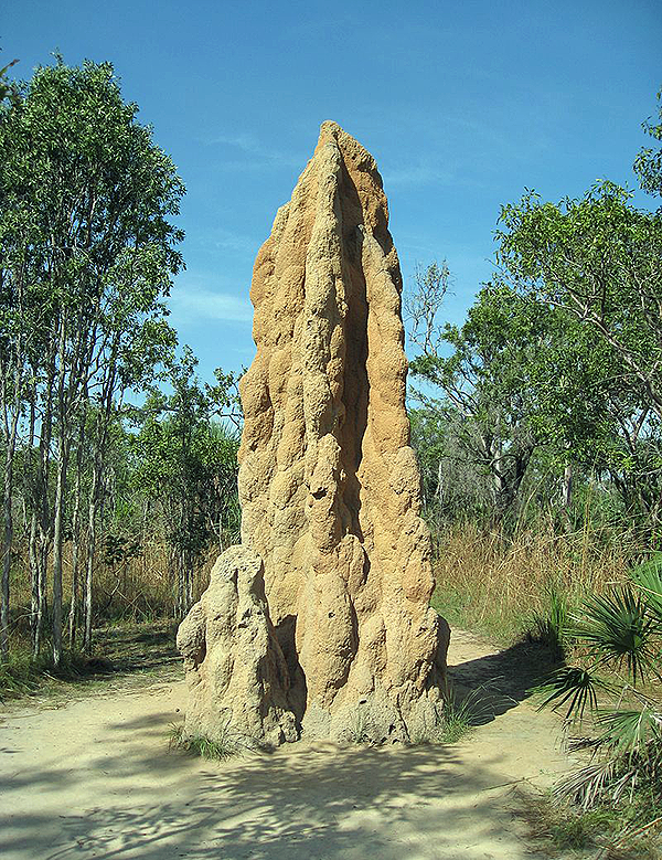 En stor terminstack. Av J Brew - Cathedral Termite Mound, CC BY-SA 2.0, https://commons.wikimedia.org/w/index.php?curid=6678755