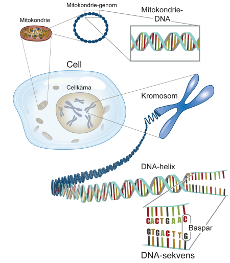 Översikt över cellens DNA. Illustration: Erik Ersmark