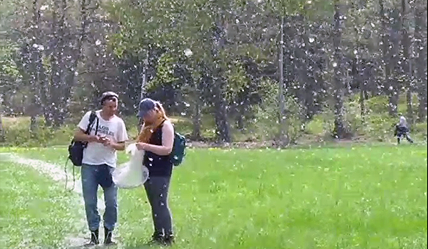 Vita tussar med aspfrån som ser ut som snö över en grön gräsmatta. Två personer samtalar en bit bort.