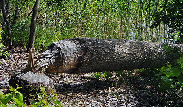 Ett träd som är fällt ut i vattnet, tydligt avgnagt vid roten. Foto: Per Harald Olsen - User made., CC BY-SA 3.0, https://commons.wikimedia.org/w/index.php?curid=944464
