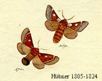 Björkspinnare hane och hona.  Detalj från planch 38 i Hübner, J., 1805-1824, Sammlung europäischer Schmetterlinge.(Augsburg)