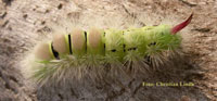 Bokspinnare (tätullig harfotspinnare), pudibunda. Längd: 40-45 mm. Foto: Christian Lindh