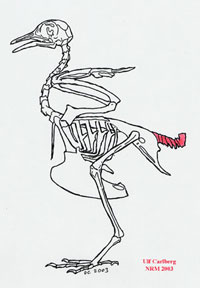 Schematisk skiss över fågelskelett efter Brehm med svanskotorna utmärkta. Foto: Ulf CArlberg