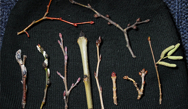 Små trädkvistar med knoppar ligger på en mössa. De är placerade där för identifiering.