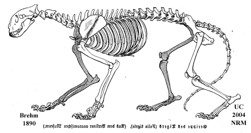 Skelett Tiger