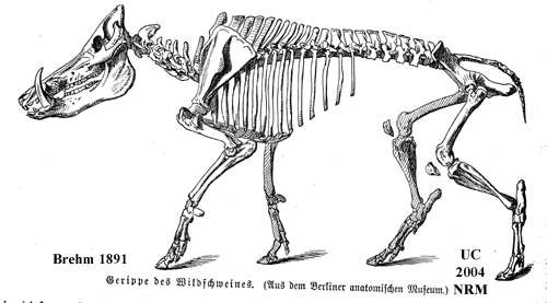 Skelett Vildsvin