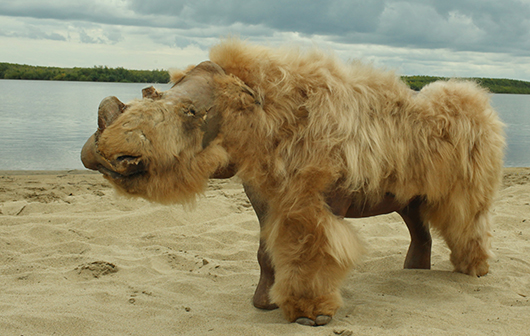Ullhårig noshörning. Foto Albert Protopopov.