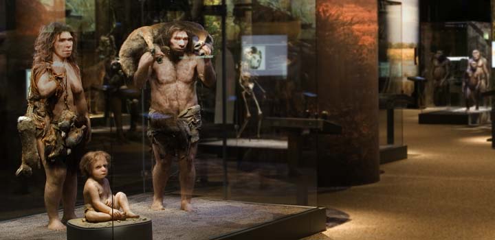 Rekonstruktioner av tre individer av arten Homo neanderthalensis, neandertalare. En kvinna och en man, framför dem sitter ett litet barn.