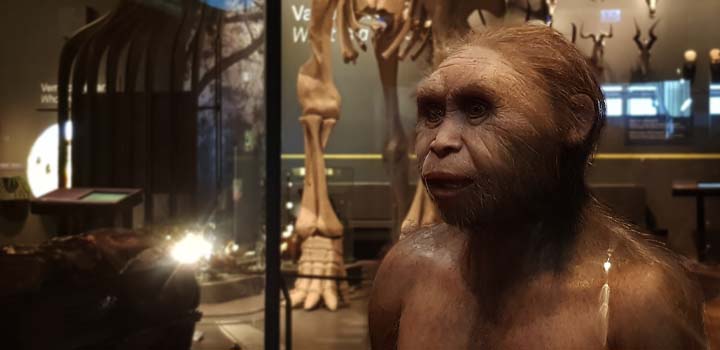 I förgrunden en rekonstruktion av Homo floresiensis. I bakgrunden skymtar mammutskelettet och hyddan där museets forskning redovisas.