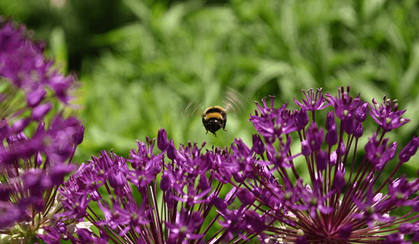 En humla flyger ovanför lila purpurlöksblommor (Allium).