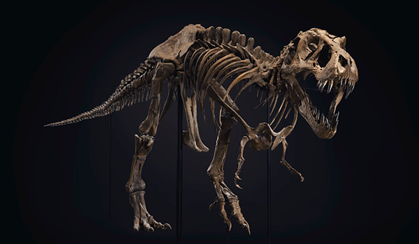 Ett fossil av en T-rex kallad STAN. Mot svart bakgrund.
