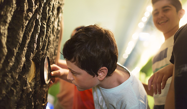 Pojke undersöker vad som finns inuti en trädstam i utställningen Livets mångfald. Foto: Martin Stenmark.