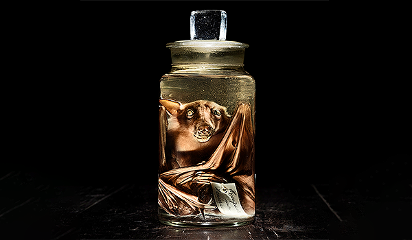Fladdermus i en flaska med sprit ur museets samlingar. Foto: Marcus Kurn