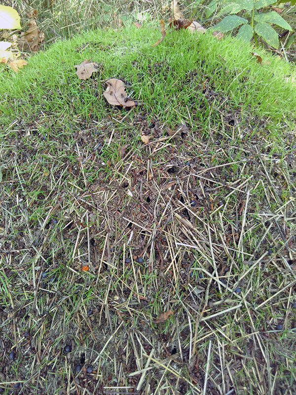 Myrstack klädd med gräs.