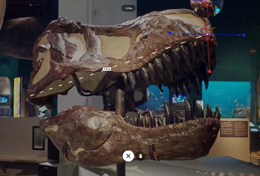 Skalle av Tyrannosaurus rex blir mätt med ett digitalt mätverktyg.