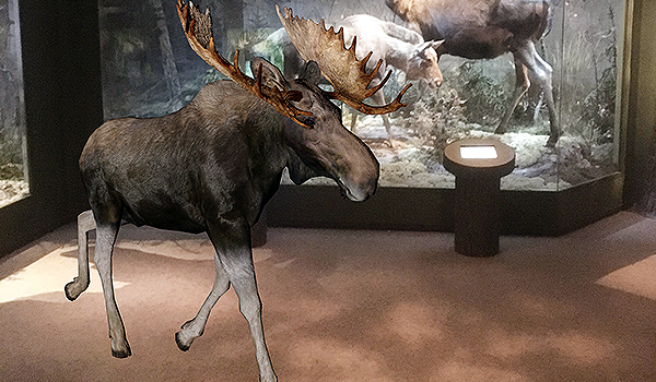 En animierad älg utanför montern med älgar i utställningen Natur i Sverige.