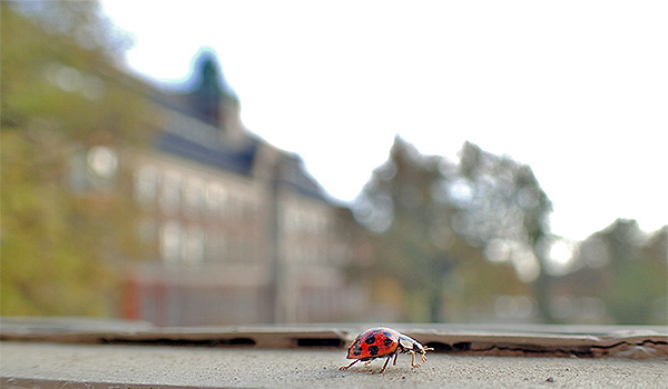 En harlekin-nyckelpiga kryper på fönsterbrädan. En av museets byggnader i bakgrunden. Foto: Didrik Vanhoenacker.