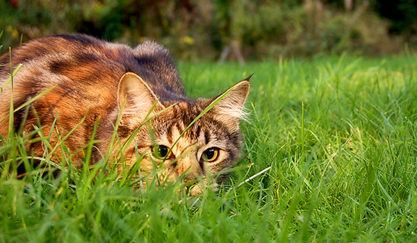En katt som jagar i gräset. Foto: commons.wikimedia.org/Jennifer Barnard