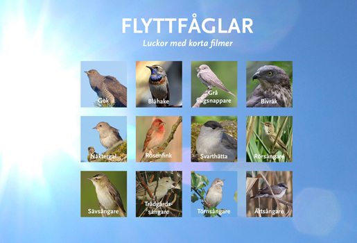 Kalenderbild med tolv flyttfåglar