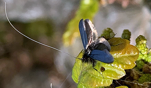 Ekantennmal med långa spröt och vingar som sitter på ett löv. Kroppen är lurvig som svart päls. Foto: Ewa Libera