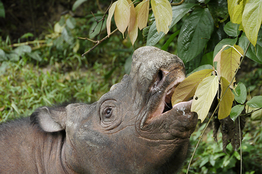 noshörning som äter blad