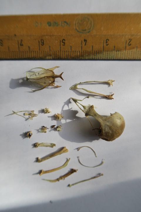 Skelettdelar med en linjal ovanför som visar cirka 1–8 cm.