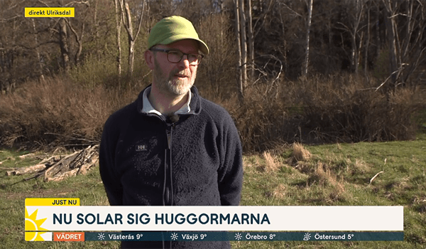 Skärmpdump från TV4 Nyhetsmorgon med Johan Nylander i naturen. Texten" Nu solar sig huggormarna" står längst ner i bild.