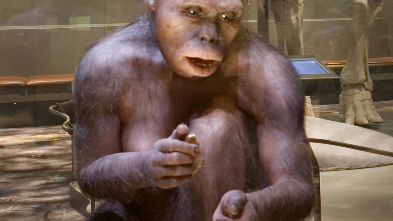 Modell av Homo habilis som håller i ett redskap.