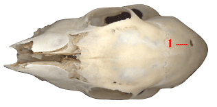 Rådjurskranium ovanifrån