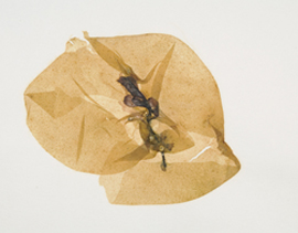 Porphyra purpurea (som Ulva purpurea)