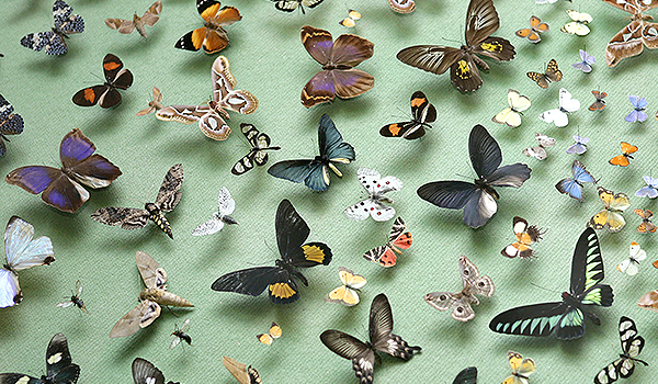 En vägg med fjärilar i utställningen Livets mångfald.