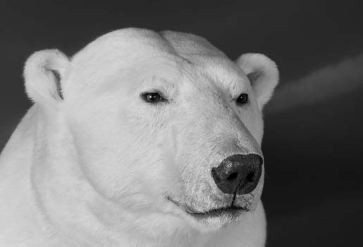 Svartvit bild på en isbjörn.