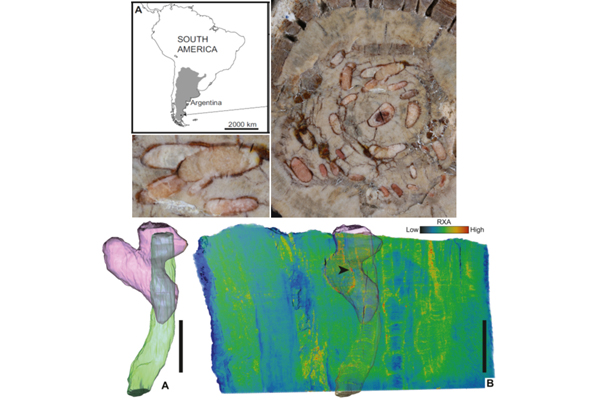 Sammansatt bild med karta, fossilt trä och rekontruktion av insektborrhål.