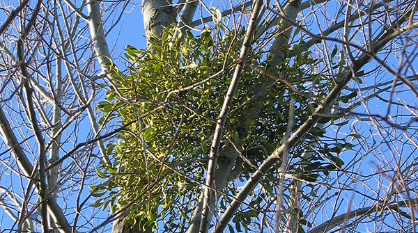 Mistel i ett träd. Foto: Wikimedia