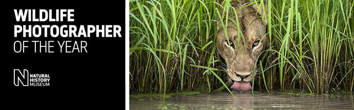 Text Wildlife photographer of the year till vänster. Till höger en bild på en lejonhona som dricker vatten och tittar in i kameran,