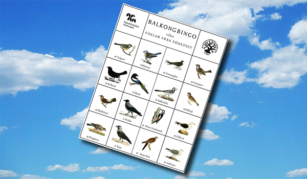 En bingobricka med fåglar mot en blå himmel med sommarmoln.
