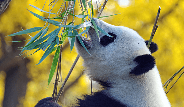 En panda äter bambu mot en gulgrön bakgrund.