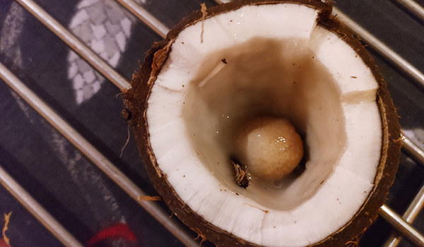 Delad kokosnöt placerad som en skål, fotograferad uppifrån. Längst ner i skålen syns en äggformad klump.
