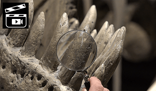 Ett förstoringsglas framför de spetsiga stora tänderna av en T-rex i utställningen Fossil och Evolution. I övre vänstra hörnet en vit ikon med filmklappa mot svart bakgrund.